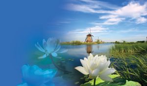 White lily by the clear blue river, on the banks of which windmill and reeds