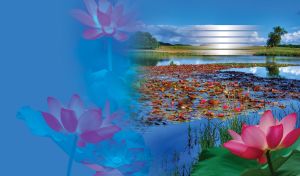 Pink blossomed lily by the blue lake, covered with a water glade of pink lilies