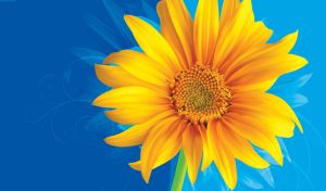 Closeup shot a yellow sunflower on blue gradient