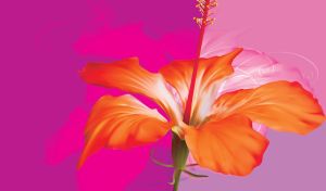 Closeup shot a red hibiscus flower on purple gradient