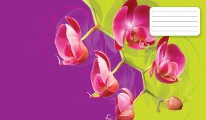 Closeup shot a violet latifolius flower on lime and purple gradient