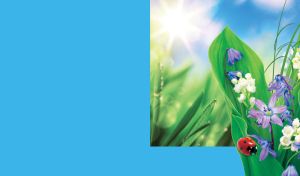 Ladybugs on Floral Symphony | Beauty of Flowers and Ladybugs