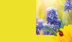 Purple hyacinth flower and a yellow flower with ladybug on yellow