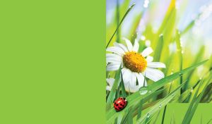 White chamomile flower and a red ladybug on green