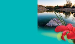 Isolated red lily over a rock in the lake in the forest on a teal background