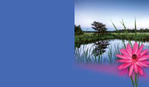 Isolated pink water lily flower in the reeds by the morning lake