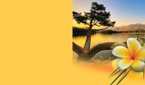 Isolated yellow and white plumeria flower on a three-stem tree by the lake