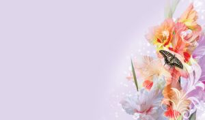 Black and white butterfly on orange gladioli on a pastel violet backdrop