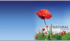 Beautiful Natural Moments | Close-Up of Lovely Flowers & Starfish