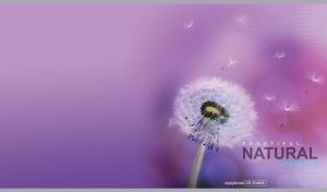 White dandelion with scattered cotton-like seeds against a purple bokeh backdrop