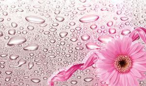 White pink aster against the water drops on pastel tan pink gradient