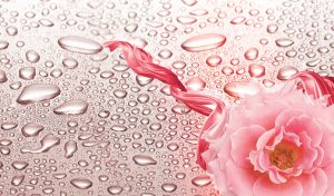 White pink rose against the water drops on pastel beige pink gradient