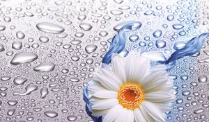 White aster against the water drops on pastel silver blue gradient