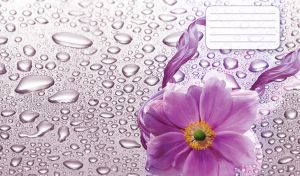 Violet anemone against the water drops on pastel tan purple