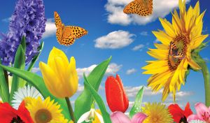Sunflower, tulips and orange butterflies