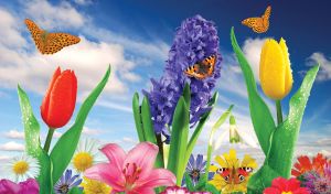 Tulips and hyacinth in the garden