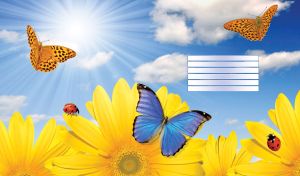 Blue butterfly on yellow asters