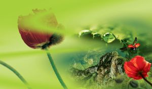 Ladybug flies and red poppy against a mountain landscape on light green