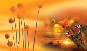 Red butterfly on sulfur cosmos and craspedia flowers against the orange sunset