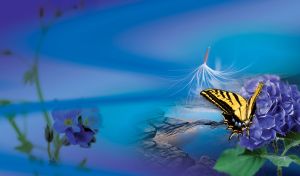 Yellow-black butterfly on hydrangea against the background of puddles on blue