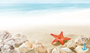 Seaside Symphony | Starfish & Shells in Pastel Paradise