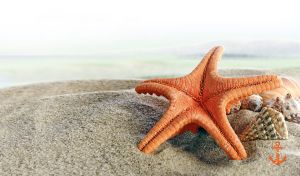 Orange starfish and shells on beige sand on pastel white-grey sea background