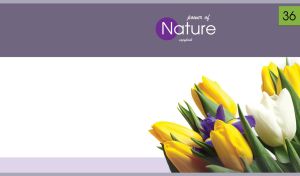 Tulips and iris flowers on white and purple backdrop