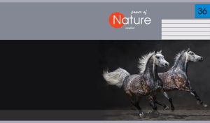 Pair of gorgeous dapple grey horses galloping on black and gray backdrop
