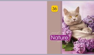 Gray British Shorthair rests in lilac flowers on a pastel purple backdrop