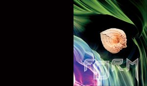 Large closed veneridae, or - venus clams shell, on wavy abstract background