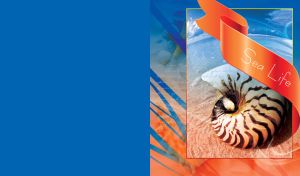 Sea life composition of a seashell on sand in frame with orange tape