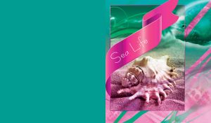 Sea life composition of a rapan seashell on sand in frame with pink tape