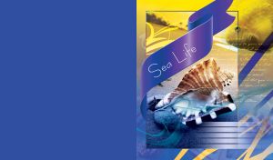 Sea life composition of a rapan seashell on sand in frame with blue tape