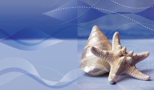 Shells of the Sea | Close-ups of Seashells on Wavy Pastel Patterns | on Gradient