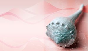 Pale turquoise seashell against a pastel pink wavy pattern gradient