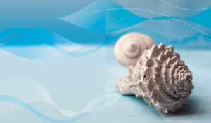 Two marble seashells against a light blue wavy pattern gradient