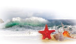 Sea Jewels | Starfish and Shells on the Seashore