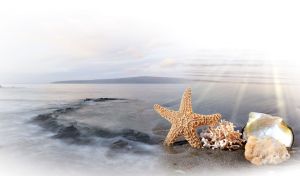 Golden starfish, marble corals and seashell on gray sand of a rocky coral reef