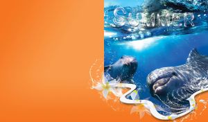 Tropical Horizons | Embracing the Beauty of Summer Seascapes