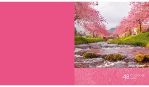 Beautiful landscape of a sakura alley alongside a stream on a pink backdrop