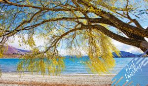Best landscape with a willow tree on a lake shore against a light blue sky