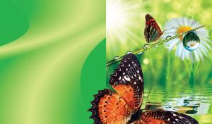 Beautiful butterfly fest with green grass, chamomile and water drop