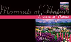 Moments of nature - blooming colourful meadow at a blue mountain lake on black