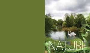Two swans on river surrounded by green trees, grass and wildflowers under grey sky