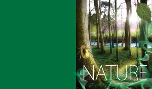 Golden beetle climbs a tree trunk in a green forest with bare trees by a blue river