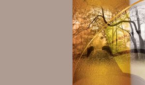 Sepia Serenades | Nature's Timeless Dance | Natureal Grey