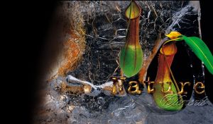 Green brown Pitcher Plants on a streak textured dark brown and black background