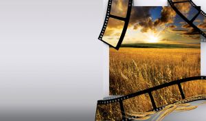 Meadow field on sunset in composition with three film cuts