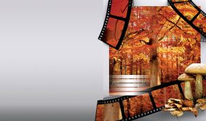 Two forest mushrooms and red autumn forest in composition with three film cuts