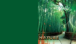 A green bamboo grove with a well-groomed walkway decorated with mesh and flowers